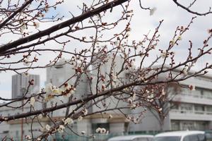 梅　下落合環境空間緑道2