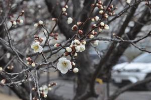 梅　下落合環境空間緑道3
