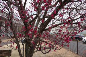 梅　下落合環境空間緑道4