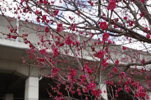 梅　下落合環境空間緑道5