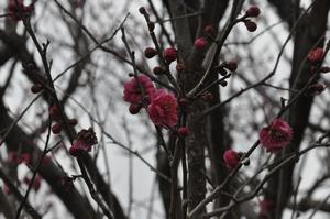 梅　下落合環境空間緑道6