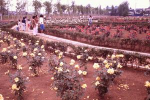 ウォーキング27