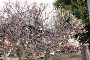 梅　鈴谷天神社1