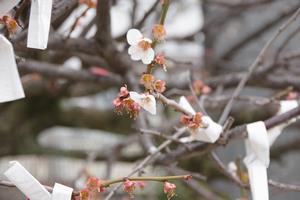 梅　鈴谷天神社2
