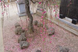 梅　鈴谷天神社3