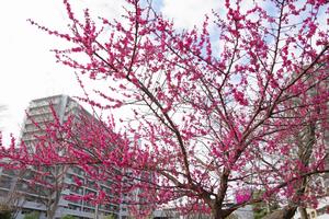 梅　上町氷川神社1