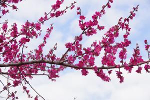 梅　上町氷川神社2
