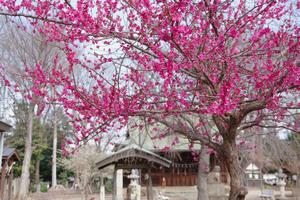 梅　上町氷川神社3