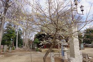 梅　上町氷川神社4