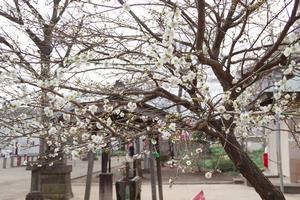 梅　上町氷川神社5
