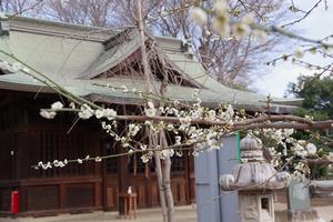 梅　上町氷川神社6
