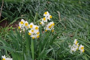 スイセン　上町氷川神社1