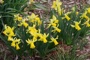 スイセン　上町氷川神社2