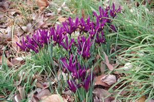 クロッカス　上町氷川神社