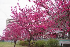 寒緋桜　与野本町1