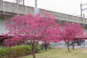 寒緋桜　与野本町2