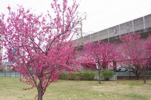 寒緋桜　与野本町3