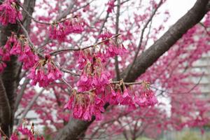 寒緋桜　与野本町4