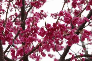 寒緋桜　与野本町5