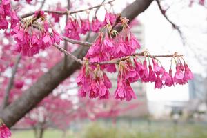寒緋桜　与野本町6
