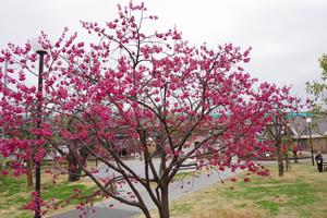 寒緋桜　鈴谷西1