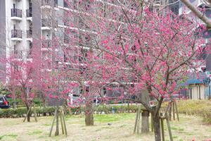 寒緋桜　鈴谷西2