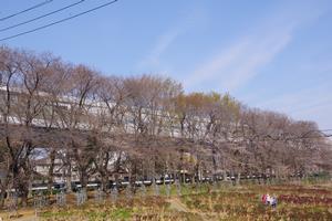 桜与野公園1