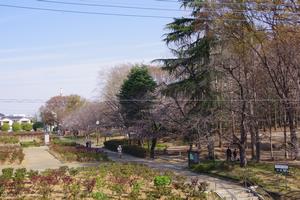 桜与野公園2