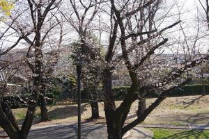 桜与野公園3