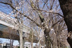 桜与野公園4
