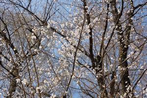 桜与野公園5