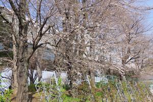 桜与野公園6