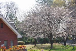 桜与野公園7