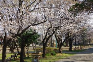 桜与野公園8