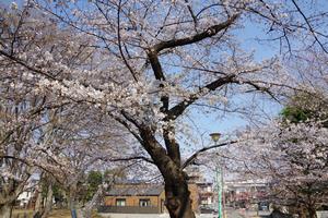 桜与野公園9