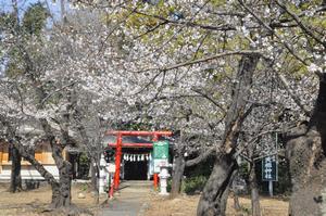 桜与野公園10