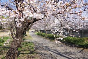 桜与野公園11