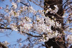 桜与野公園12