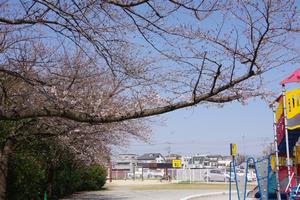 桜与野中央公園1