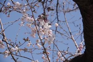 桜与野中央公園2