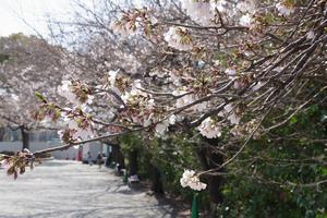 桜与野中央公園3