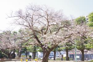 桜上落合公園1