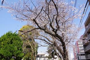 桜上落合公園2