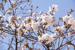 桜上落合公園3