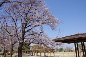 桜八王子公園1