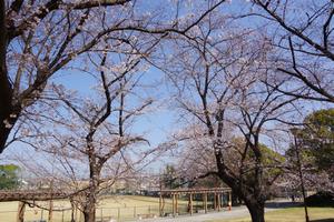 桜八王子公園2