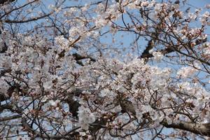 桜八王子公園3