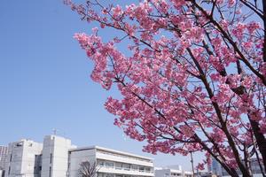 桜環境空間緑道1