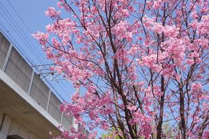 桜環境空間緑道2