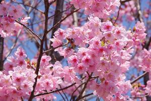 桜環境空間緑道3